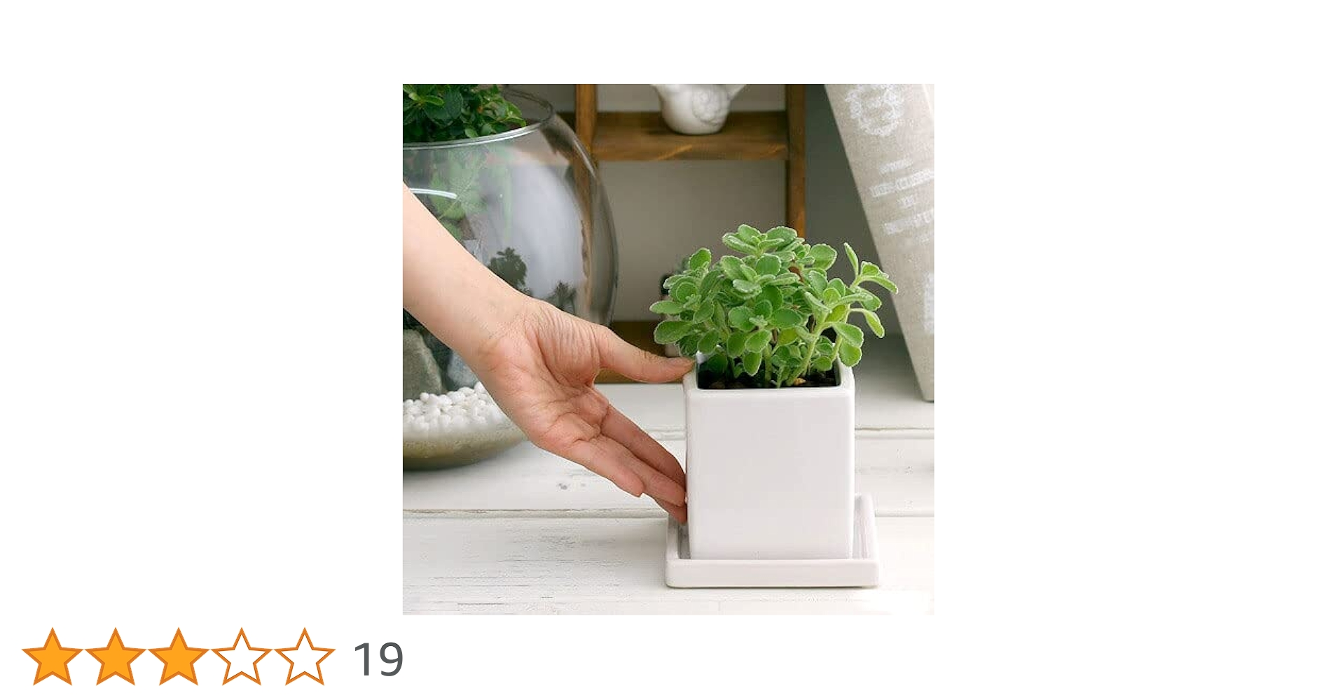 アロマティカスの苗 白い陶器の鉢 Amazon.co.jp: （観葉植物）アロマティカス 陶器鉢植え ダイスM