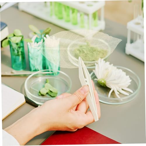 Hojas secas naturales para manualidades 100 pcs miniatura 5