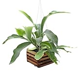 Better-Gro Staghorn Fern in 6' Wood Basket with 20' Wire Hanger