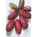 秋の味覚 アケビ