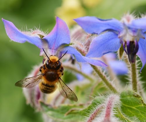 Roselyn Seeds Borage Seed | Flower Seeds for Planting in Spr