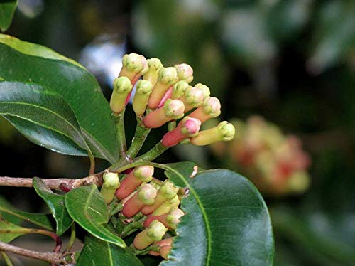 Plants Point Clove (लौंग) Laung Spice Plant - 1 Healthy Rare Plant (B07JK67S3L) Amazon Price History, Amazon Price Tracker