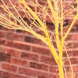 Bihou Japanese Maple – Amber Apricot Bark – 3-Year Live Tree – Stunning Color