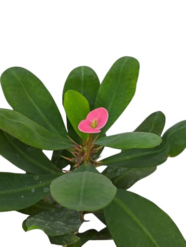 Pink Crown of Thorns Plant, 4 Inch Pot