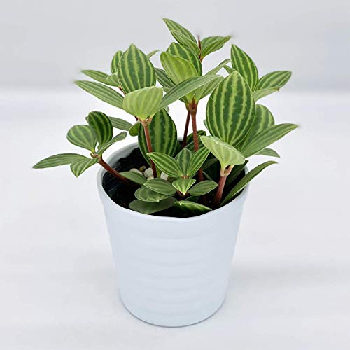 模様が入ったペペロミア 