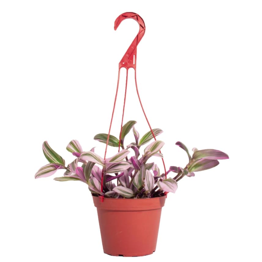 Tradescantia Nanouk Viva Planta Natural con Hojas Rosadas y Verdes Ideal para el Interior
