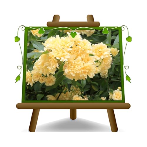 EURO PLANTS VIVAI Rosa trepadora Banksiae Yellow - *Altura: 60-70 cm. - sobre maceta de 18 cm