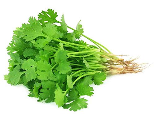 Image of VIBEX- XLL-365 Coriander Seeds, Dhania Seeds, Cilantro Seeds-125 x Seeds