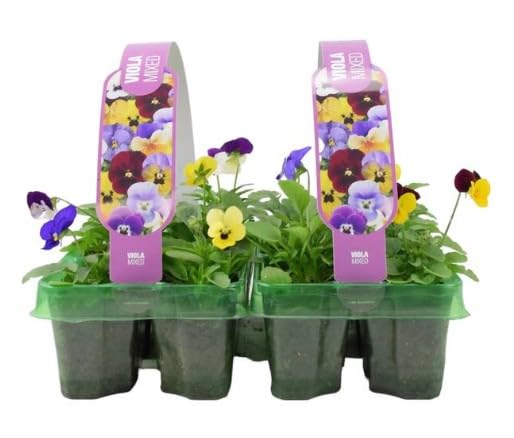 Viola Plants Mixed 12 Pack Bedding Plants (2 x 6 Packs) Garden Ready, Colourful Mixed Outdoor Annual Flowers, Planting Now in Pots, Containers and Hanging Baskets in UK Gardens