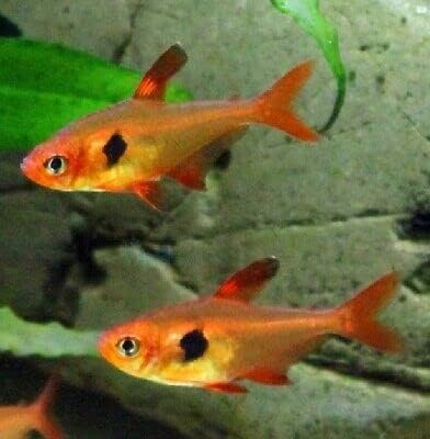 CADIFLEX1500 Pez vivo de tetra fantasma rojo