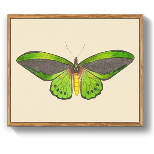 crmotu Vintage Framed Wall Art, Green Butterfly Canvas Art Prints, Nature Moth Rustic Farmhouse Kitchen Wall Decor, Country Cottage Wall Paintings for Bedroom Bathroom, Office Desktop Decor,9x11inch