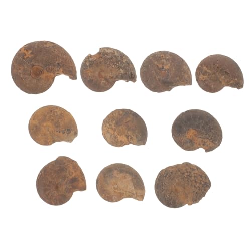 Cabilock Ammonite Models for Boys and Girls Educational Ammonite Set Natural Geology Present for Boys Girls Learning