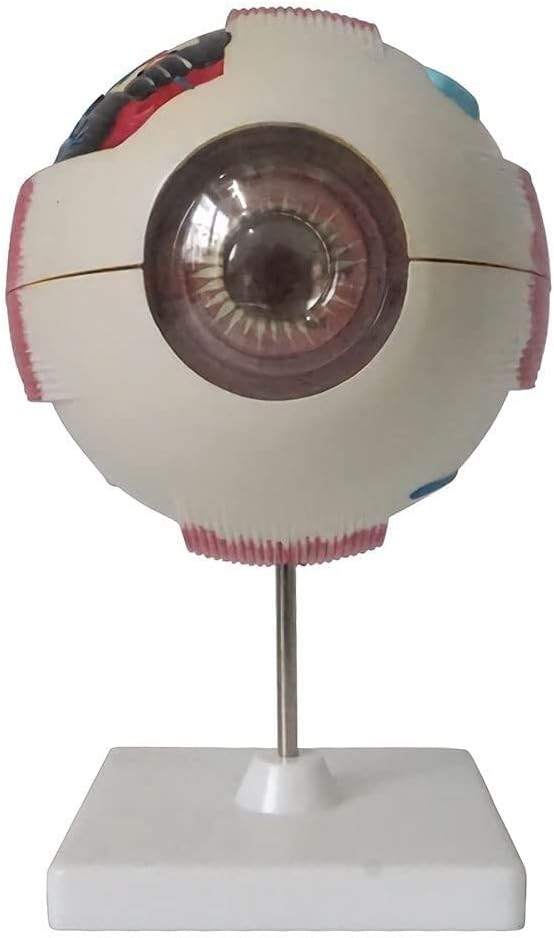 Detachable 6X Human Eye Anatomical Model, Anatomically Accurate Normal Eye Model, for Scientific Classroom Research and Demonstration Teaching