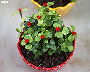Graines de pourpier rares Pourpier d'extérieur Herbe Bonsaï Plante de jardin en pot pour la plantation en pot de fleurs Paquet de 500 graines