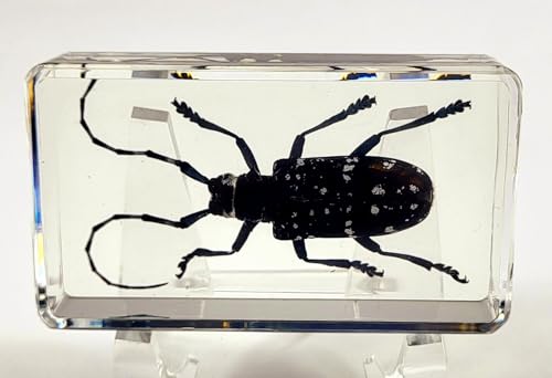 Image of 2.9 inch Real Citrus Long-Horned Beetle in Crystal Clear Lucite Resin Paperweight Specimen Preserved Anoplophora Chinensis Insect Taxidermy Collection for Biology Science Education Display Supplies