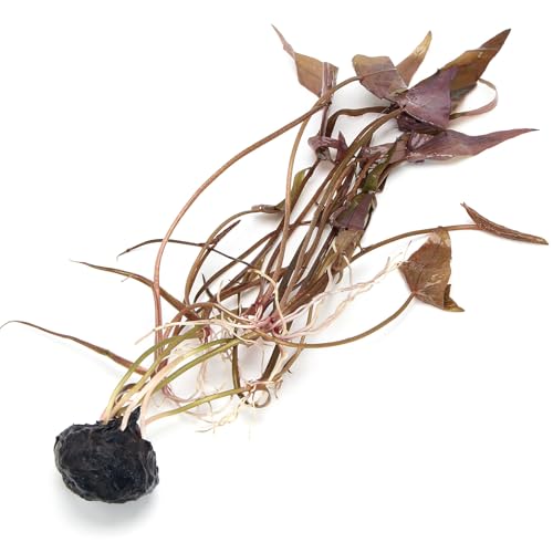 K2AQUA Nymphaea Stellata Bulb Live Aquarium Tropical Plants Aquascaping Fish Tank Bulbs Five Star Lotus Dwarf Lily Plant