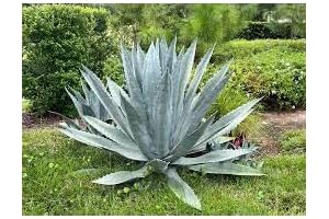 Seeds of the Century: Cultivate Your Agave Americana Legacy