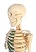 American Educational Skeleton Model with Nerves, 34