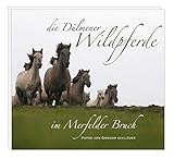 Die Dülmener Wildpferde im Merfelder Bruch