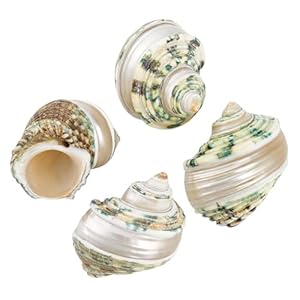 PH PandaHall 4 stuks heremietkreeft schelpen, 2,1 ~ 5,8 cm, natuurlijke grote zeeschelpen, turboschelpen, opening, mond 1 ~ 1,1 inch, krab zeeschelpen voor aquarium, strand, feest, decoratie