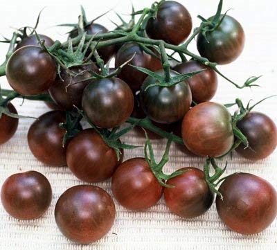 250 graines de Black Cherry - Tomates noires