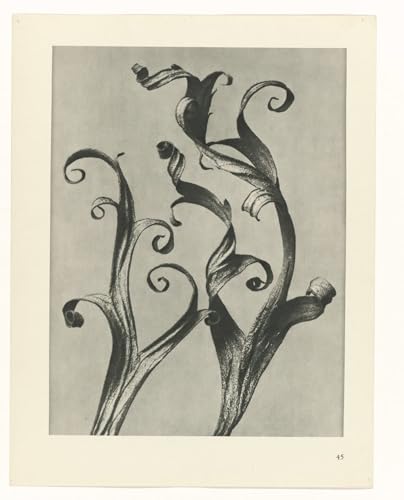 Tableau botanique vintage, impression art mural canvas Karl Blossfeldt 60x90