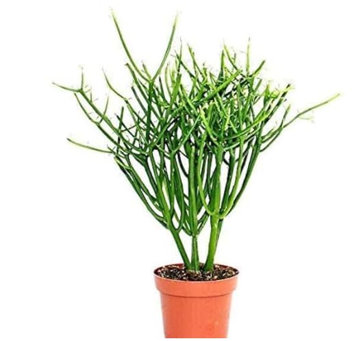 UGAOO BHARAT Pencil Cactus Euphorbia tirucalli Live Plant in Pot | Low Maintenance, Indoor & Outdoor, Succulent, Decorative Plant, Healthy Live Plant-image-7