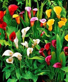 Radha Krishna Agriculture Calla Lily | Zantedeschia Excellent Quality Flower Bulbs For Outdoor/Indoor Gardening (Set Of 1 Large Multi-colour Flower Bulbs). (B09PNK51CK) Amazon Price History, Amazon Price Tracker