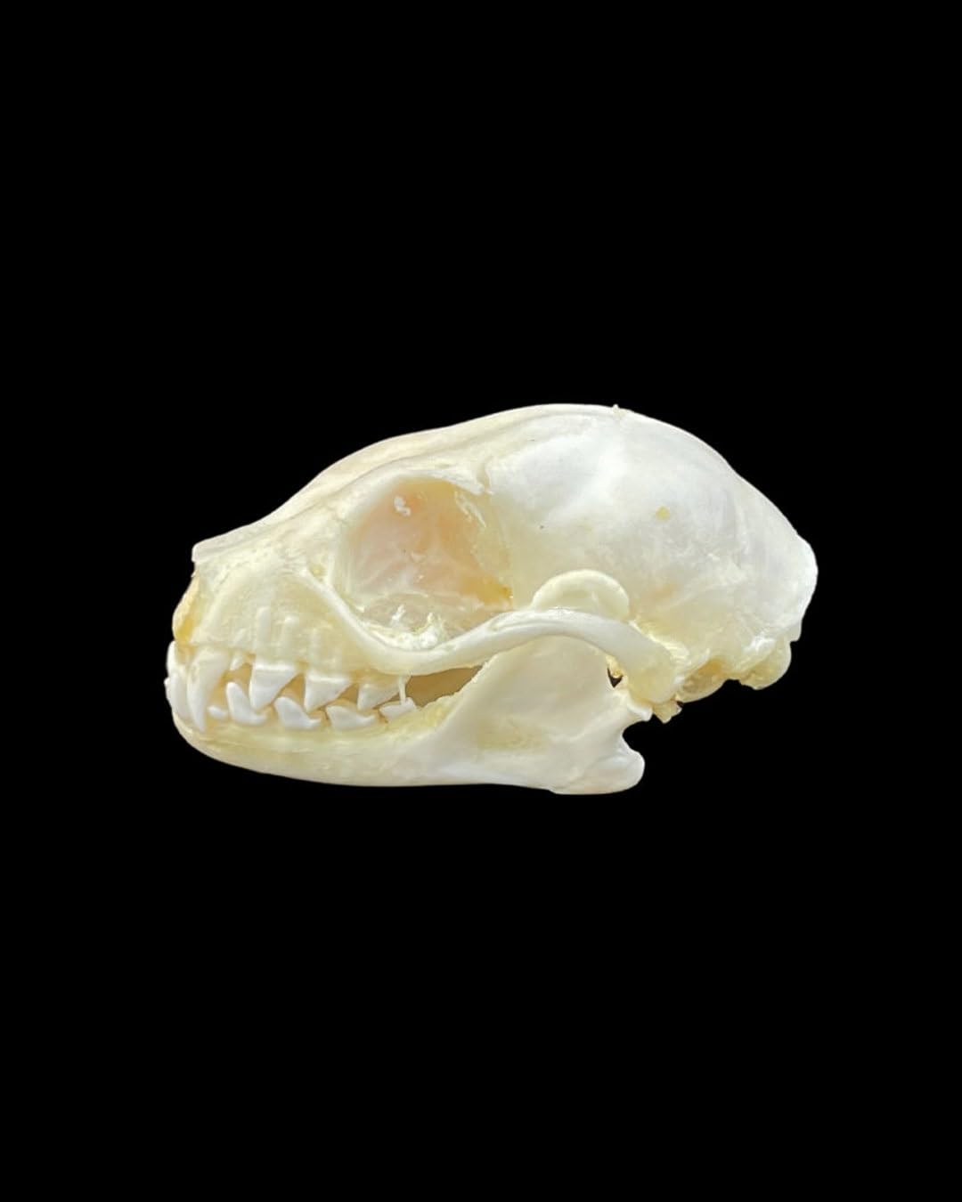 Real Preserved bat Skull - Authentic Fruit Bat Skull for Collection and Study- Sceince Study - Detailed Anatomical Features- Ideal for Art - Oddities
