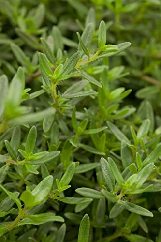 Winter-Bohnenkraut Satureja montana ssp. montana P 0,5 - Mehrjährige, winterharte Küchenkräuter, Aromatisch – Bild 4