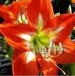 AGROBITS 20 color de 100 semillas, semillas Amaryllis baratos chinos de flores, semillas de Barbados lirio, flor en maceta para plantar balcón jardín de casa: 20 Cover