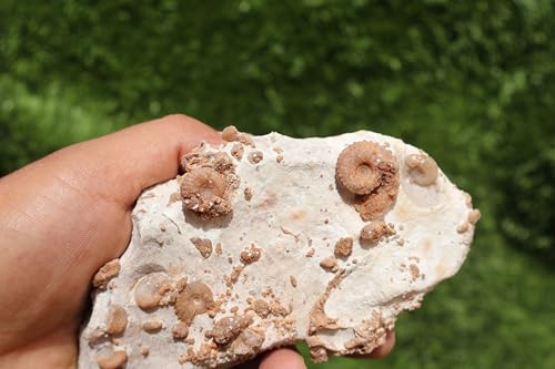 Image of Douvilleiceras & Gastropods Plate Cretaceous Fossils Fossils from Morocco Fossil Rock Ammonites Fossil A210