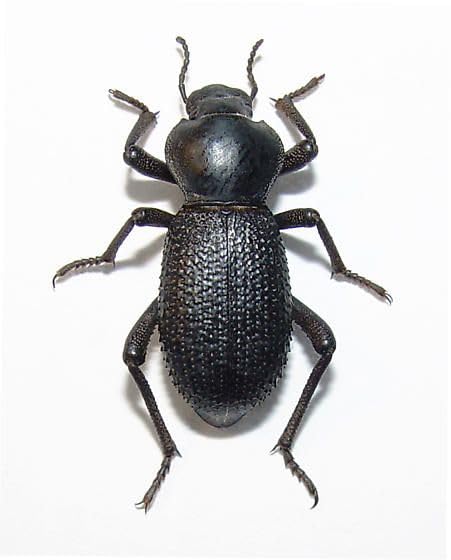 Rough Death Feigning Beetle (Cryptoglossa muricata) (Group of 5) - Fun and Easy Care - Live Ironclad Beetle! Keep with Blue Death Feigning Beetles