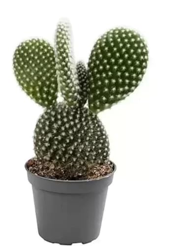 Cactus Opuntia Bunny Ears - Prickly pear ad Succulent Cacti in 10,5 cm Pot