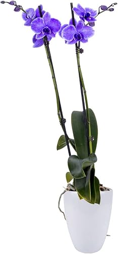 Miniatura 4 de DecoBlooms Living Purple Orchid Planta  Flores de 5 pulgadas  Decoración fresca para el hogar