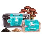 Mycelium