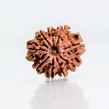 The Millennium Gallery Nepali 9 Mukhi Rudraksha Original Certified by Lab Genuine Nau Mukhi Rudraksha with Silver Capping AA++ Nine Face Rudraksha for Wearing Purpose 9.