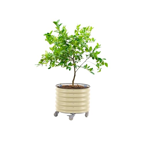 Image of Rolling Citrus Tree Planter Gen 3, Self-Watering 24 inch Wide Round Large Plant Pots for Lemon Trees Tomatoes Flowers, Raised Garden Beds with Wheels for Outdoor Patio Porch, 30 Gallon, Pearl White