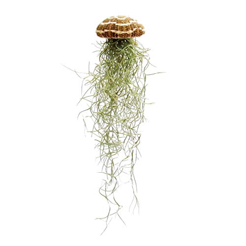 Modern Tillandsia Arrangment - Tillandsia on sea urchin - large Tillandsia usneoides