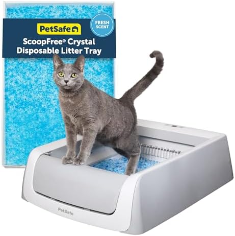 PetSafe ScoopFree Crystal Pro Legacy Self-Cleaning — shown in a real home setting for scale