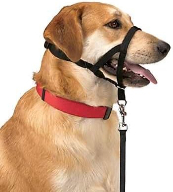 halti collar amazon