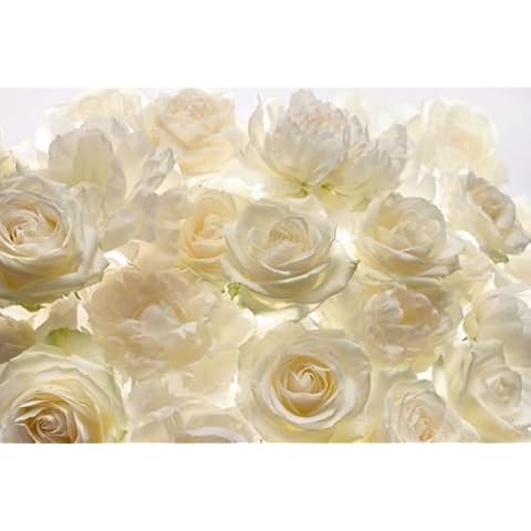 Komar XXL4-007 Ivory Rose Wall Mural, White & Off-White Cover