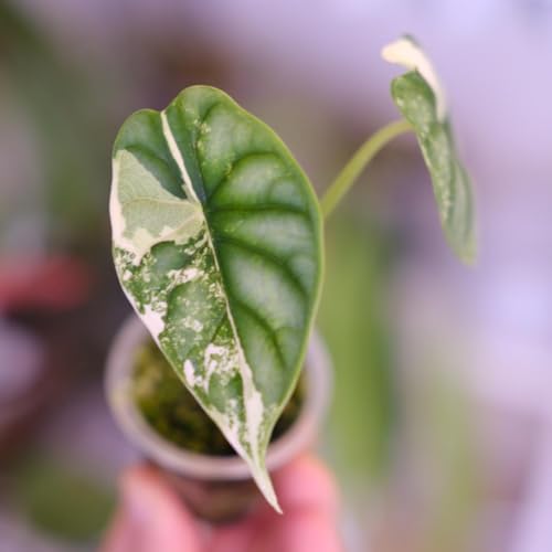 Alocasia dragon scale���A���J�V�A �h���S���X�P�[��