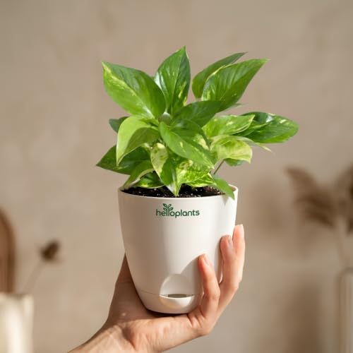 Image of Variegated Money Plant & Aglaonema Pink Valentine Live Indoor 2-Plant Combo in 4-Inch Self-Watering Matte White Pots | Vastu Lucky Houseplants for Stylish Home & Office Decor