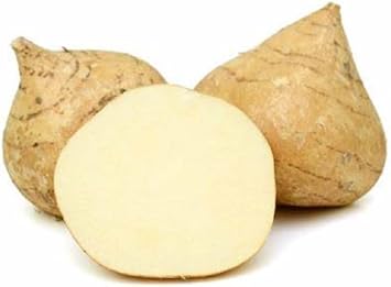 Jicama Seeds, Pack of 4