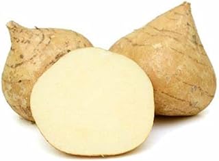 Jicama Seeds, Pack of 4