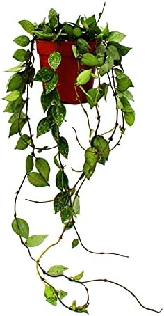 Exotenherz - Planta de interior colgante - Hoya krohniana Eskimo - Flor de porcelana - Flor de cera - Maceta de 12 cm.