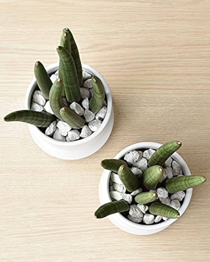 Amazon｜観葉植物 本物 サンセベリア・スタッキー マットホワイト