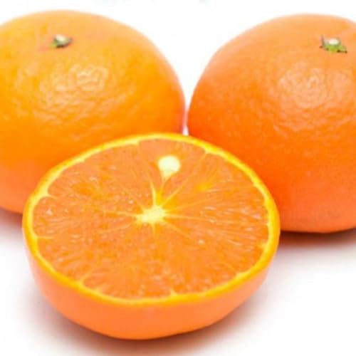 [先行予約][柑橘]和歌山県産なつみ約5kg(S〜2Lサイズおまかせ)[TM147]