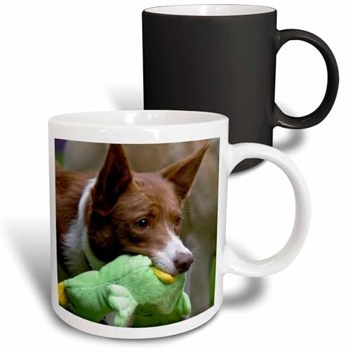 3dRose USA, California. McNab Shepherd at play 11oz Magic Transforming Mug